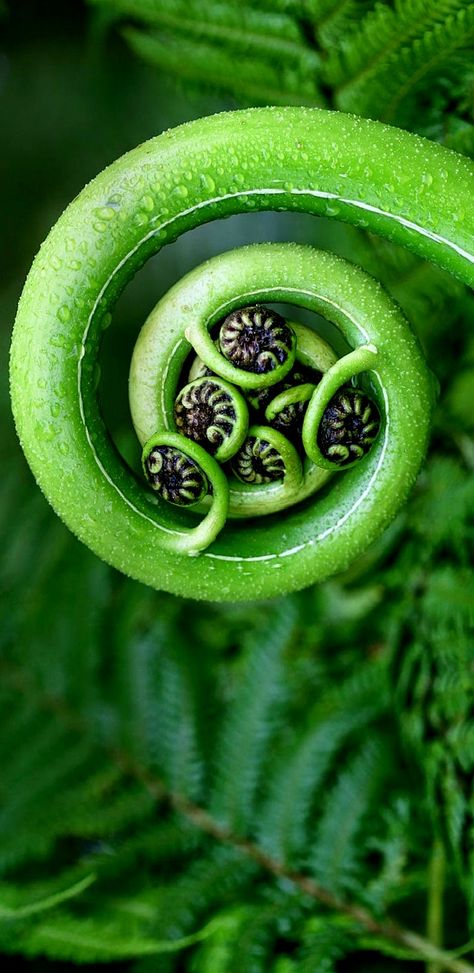 Silver fern - New Zealand icon Fern Reference, New Zealand Fern Tattoo Design, New Zealand Native Flowers, New Zealand Fern Drawing, New Zealand Flora, New Zealand Fern, Fern Spiral, Fractals In Nature, Silver Fern