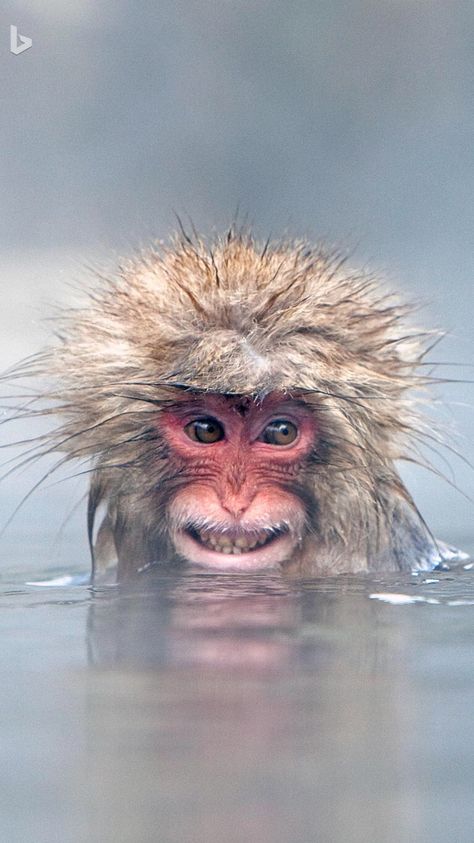 Smile, even though you're freezing. Regard Animal, Albino Animals, Monkey Pictures, Great Ape, A Monkey, Cute Monkey, Amazing Animals, Primates, Animal Planet