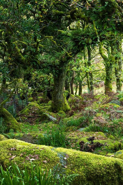 Including the woodland that inspired The Lord of The Rings Forest Paths, Country Living Uk, Epping Forest, Forest Of Dean, Hundred Acre Woods, Enchanted Wood, Forest Path, Ancient Forest, Wild Creatures