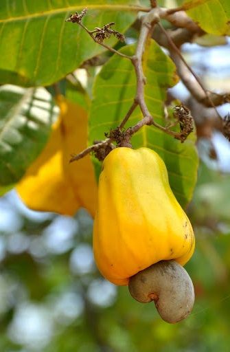 Cashew seed and cashew apple. The cashew tree (Anacardium occidentale) is a tropical evergreen native to Central and South America. Cashew Nut Tree, Fruits Pictures, Cashew Fruit, Como Plantar Pitaya, Fruits Name, Food Photography Fruit, Cashew Apple, Cashew Tree, Giant Vegetable