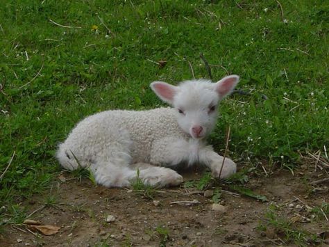 Little Lamb :) You Miss Me, Baby Lamb, Baby Goats, Pretty Animals, Arte Inspo, Silly Animals, Sweet Animals, Cute Little Animals, 귀여운 동물