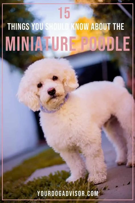 Miniature Poodles are incredibly popular dogs for a number of reasons. Are you curious if the Mini Poodle would be right for you? Miniature Poodle Cuts, Maltipoo Grooming, Miniature Poodle Grooming, Miniature Poodle Haircuts, Poodle Puppy Training, Poodle Training, Mini Poodle Puppy, White Toy Poodle, Wholesome Dog