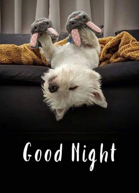 Good Night Cute, Good Night Funny, Cute Good Night, Slaap Lekker, Good Night Prayer, Good Night Friends, Good Night Gif, Westie Dogs, Good Night Greetings