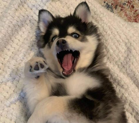 Husky Puppy Aesthetic, White Husky With Blue Eyes, Husky Puppies, Puppy Husky, Cute Husky Puppies, Cute Dog Clothes, Dog Mommy, Cute Husky, Dog Icon