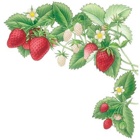 All About Growing Strawberries ❤ liked on Polyvore featuring frame and strawberries Strawberries Growing, Types Of Strawberries, Gardening Videos, Strawberry Garden, Growing Strawberries, Strawberry Patch, Mother Earth News, Strawberry Plants, Growing Fruit