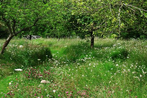 Tom Stuart-Smith Orchard Meadow, Tom Stuart Smith, Orchard Garden, Wild Flower Meadow, Meadow Garden, English Country Gardens, Traditional Landscape, Koi Pond, Country Gardening