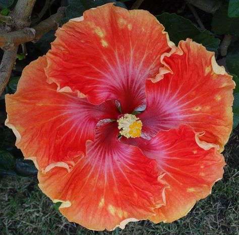 Dapple Dandy Tropical Flowers, Dandy, Hibiscus, Orchids, Blossom, Roses, Plants, Flowers, Quick Saves