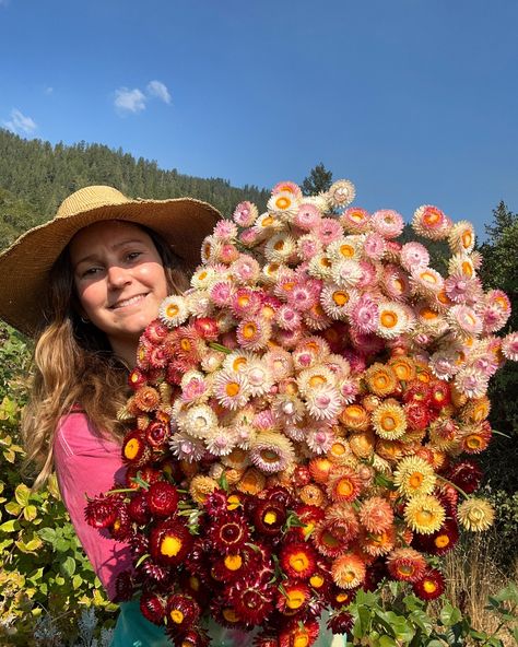 The second wave of strawflowers are coming in strong 💜🩷 we’re trying to maximize our harvest by hang drying the excess for the winter months for crafting and dried bouquets 🌼 Strawflower Arrangement, Dried Bouquet, Winter Months, Floral Decor, Event Decor, The Winter, Bouquets, Flower Arrangements, Nativity