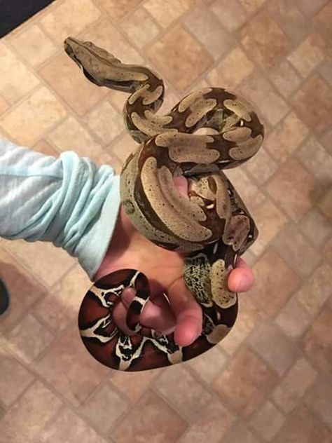 Red Tail Boa Red Tailed Boa, Red Tail Boa, Pet Snakes, Plan Board, Cool Snakes, Pretty Snakes, Ball Pythons, Cute Reptiles, Cute Snake