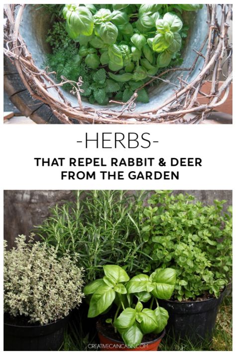 Herb Plants to Repel Deer and Rabbits from the Garden Natural Deer Repellant Plants, Deer Repellent Homemade Essential Oils, Deer And Rabbit Repellent, Deer Resistant Vegetables, Plants That Repel Deer And Rabbits, Deer Repellent Plants, Plants That Repel Deer, Deer Repellant Plants, Rabbit Resistant Plants