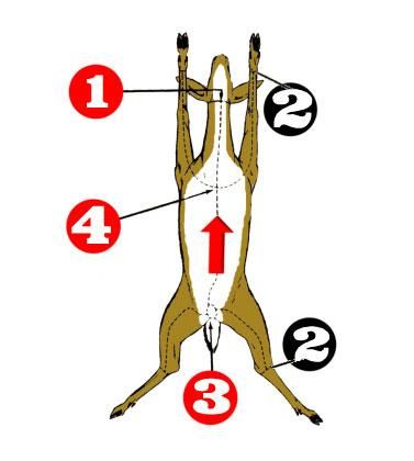 Field Dressing a Deer | Big Game Hunt Field Dressing A Deer, Deer Butchering, Deer Processing, Turkey Call, Deer Hunting Tips, Types Of Hunting, Deer Meat, Deer Season, Big Game Hunting