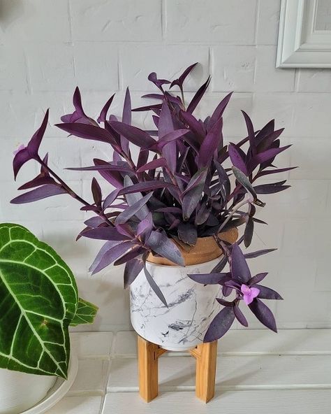 8 Best Purple Vines You Can Grow as Houseplants Purple Heart Plant Indoor, Purple Plants Indoor, Purple Houseplants, Purple Heart Plant, Chicken Tips, Propagate Succulents From Leaves, Heart Plant, Farming Ideas, Plant Friends