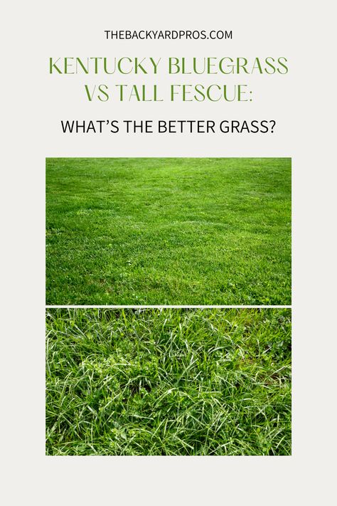 Unveil the lush secrets of your dream lawn with our exclusive guide comparing Kentucky Bluegrass and Tall Fescue! Dive into a world of emerald green choices and discover which grass variety suits your lawn goals best. Whether you're aiming for a velvety carpet of Kentucky Bluegrass or the resilience of Tall Fescue, this comparison is your ultimate guide to achieving lawn perfection. Let the battle of the grasses begin, and may the greenest contender win! 🌱✨ #KentuckyBluegrass #TallFescue Kentucky Blue Grass Lawn, Fescue Grass Lawn, Quaking Grass Plants, Tall Fescue Grass Lawn, Blue Fescue Companion Plants, Kentucky Bluegrass Lawn, Blue Grass Plant, Tall Fescue Lawn, Tall Fescue Grass