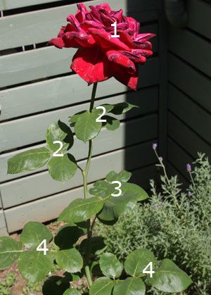 Deadheading Roses What To Plant With Knockout Roses, How To Prune Roses In Summer, Pruning Roses In Summer, How To Care For Roses, Nashville Landscaping, Trimming Roses, Trim Rose Bushes, How To Deadhead Roses, Double Knockout Roses