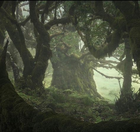 Deep Forest Green Aesthetic, Deep Forest Aesthetic, Fairy Core Forest, Fairy Grunge Forest, Fangorn Forest, Gloomy Forest, Grunge Forest, Paradis Sombre, Dark Naturalism