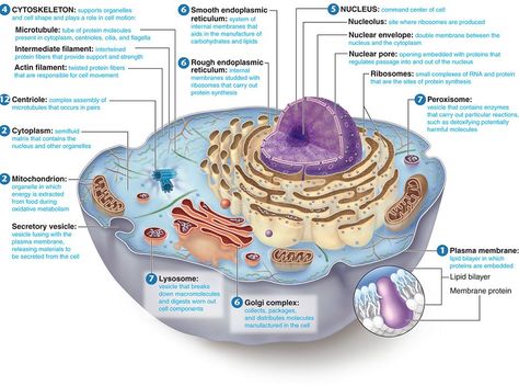 Making+an+Atom+Model | Electron microscopic structure of an animal cell Human Cell Diagram, Human Cell Structure, Cell Parts And Functions, Animal Cell Structure, Anatomi Dan Fisiologi, Membran Sel, Cell Diagram, Cell Parts, Cells Project