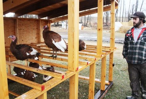 Tyler Tucker checks on some of the free-range Bourbon Red heritage turkeys Turkey Farming Ideas, Turkey Roost Diy, Diy Turkey Coop, Turkey House Coop, Turkey Coop Ideas, Turkey Coop Ideas Buildings, Backyard Turkeys, Turkey Raising, Turkey Coop