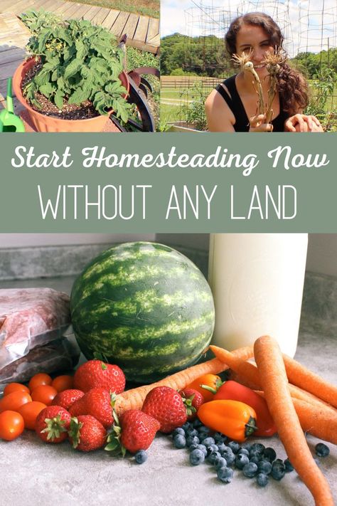 Want to be more self-sufficient but don't have acreage? You can start now! Here are some ways to live the homesteading life without land. Crunchy Life, Natural Remedies For Allergies, Homesteading Diy, Homesteading Skills, Natural Acne Remedies, Natural Cough Remedies, Exotic Food, In Season Produce, Start Now