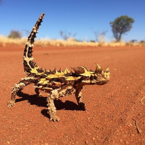 EARTHOFFICIAL on Instagram: “Exploring the Australia’s desert 🦎 | Photography by © (@sabowden) #earthofficial #molochhorridus #centralaustralia #desertwildlife…” Desert Lizards, Thorny Devil, Wildlife Photography Tips, Australian Desert, Desert Land, Wildlife Biologist, Desert Animals, Desert Photography, Cute Small Animals