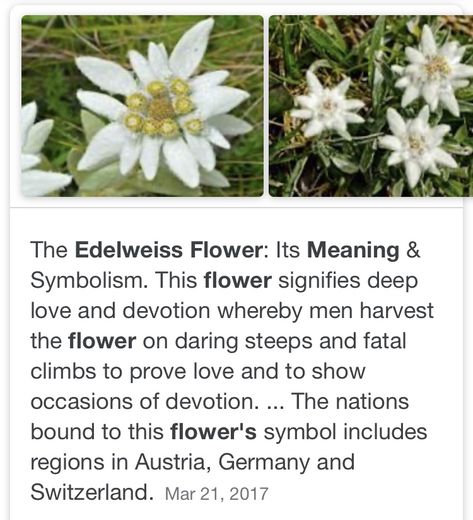 Plant Meanings, Flower Meanings, Writing Inspiration Prompts, Nothing But Flowers, Language Of Flowers, Book Writing Tips, Pretty Plants, The More You Know, Types Of Flowers