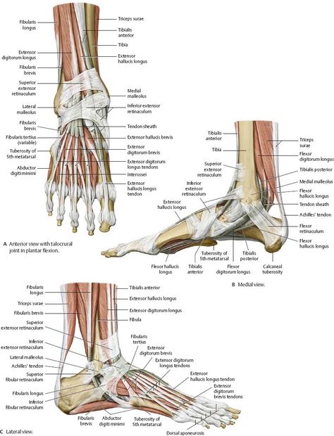 Legs Anatomy, Ankle Rehab, Ankle Anatomy, Drawings Of People, Foot Anatomy, Gross Anatomy, Pin Box, Human Body Anatomy, Muscle Anatomy