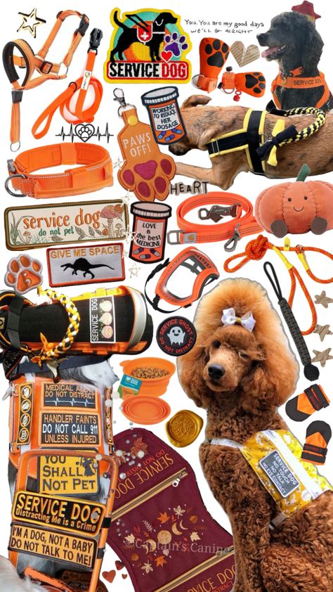 Service dog gear #servicedog#servicedogs#servicedoggear#orange#orangegear#dog#dogs#doggear Service Dog Gear, Service Dogs Gear, Service Dog Vests, Dog Business, Emotional Support Dog, Assistance Dog, Service Dog, Dog Gear, Dog Boarding