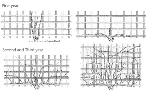 Training Climbing and Rambling Roses Trellis Roses Trellis, Rose Fence, Climbing Roses Trellis, Rambling Roses, Rose Garden Landscape, Rose Plant Care, Rose Garden Design, Rose Trellis, Garden Home Decor