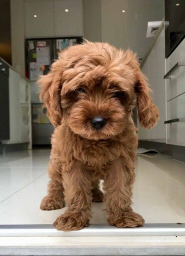 Red Cavoodle Puppy, Cavoodle Aesthetic, Toy Cavoodle Puppies, Red Cavapoo, Toy Cockapoo, Toy Cavoodle, Cavoodle Puppies, Golden Doodles, Cavapoo Puppies