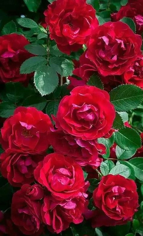 Red Climbing Roses, Red Roses Wallpaper, Mother Love, Beautiful Red Roses, Growing Roses, Hybrid Tea Roses, Beautiful Flowers Garden, Planting Roses, Most Beautiful Flowers