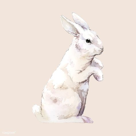 Wild white rabbit painted by watercolor vector | free image by rawpixel.com White Rabbit Drawing, White Rabbit Painting, White Rabbit Illustration, White Rabbit Art, White Rabbit Watercolor, Magician Birthday Party, Rabbit Watercolor, Rabbit White, All About Rabbits