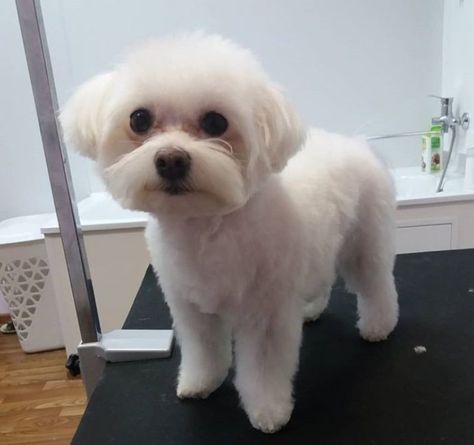 30 Best Maltese Haircuts for Dog Lovers | The Paws Maltese Dogs Grooming, Maltese Puppy Cut, Maltese Haircuts, Maltese Dogs Haircuts, Maltipoo Haircuts, Maltese Haircut, Maltese Breed, Puppy Haircut, Dog Grooming Styles