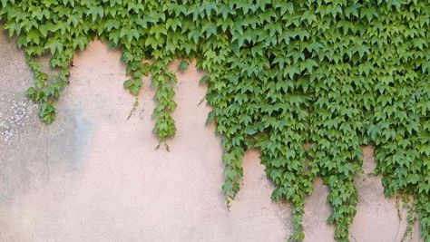 Ivy On Wall, Boston Ivy, Tree Photoshop, Front Fence, Matte Painting, Climbing Plants, Plants Flowers, Pool Landscaping, Fast Growing