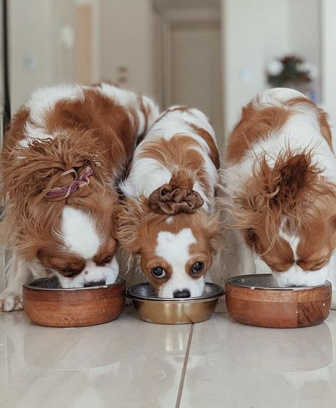 Mini Cavalier King Charles Spaniel, Cavalier King Spaniel, King Spaniel, King Charles Puppy, Cavalier King Charles Dog, King Charles Dog, King Charles Cavalier Spaniel Puppy, Cocker Spaniel Puppies, Cute Dog Pictures