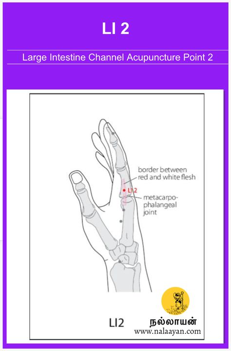 LI 2 Acupuncture Point Acupuncture Point, Acupuncture Points, Large Intestine, Chinese Medicine, Acupuncture, Medicine, Quick Saves