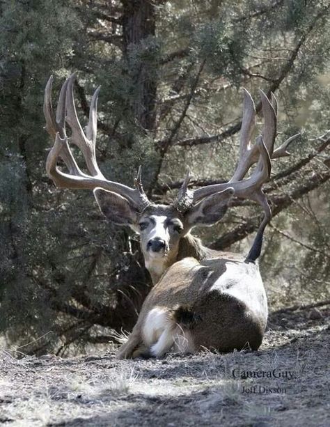 Beautiful Buck! Mule Deer Hunting, Whitetail Deer Pictures, Mule Deer Buck, Big Deer, Deer Photos, Deer Pictures, Whitetail Bucks, Wildlife Pictures, Deer Family