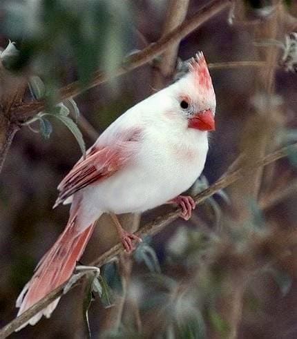 A leucistic cardinal. Normally, male cardinals are red with a black face and females are brown with red-tinged feathers. However, there is a range of color variations depending on how much pigment the bird’s cells produce. No matter what their coloration, pretty cardinals are songbirds and often travel in pairs. Albino Animals, Kinds Of Birds, Cardinal Birds, Airbrush Art, White Bird, All Birds, Exotic Birds, Amazing Animals, Pretty Birds