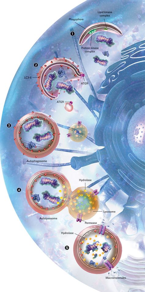 Newspaper Design Layout, Science Words, Science Magazine, Biology Lessons, Human Body Parts, Biomedical Engineering, The Scientist, Human Anatomy And Physiology, Cell Biology