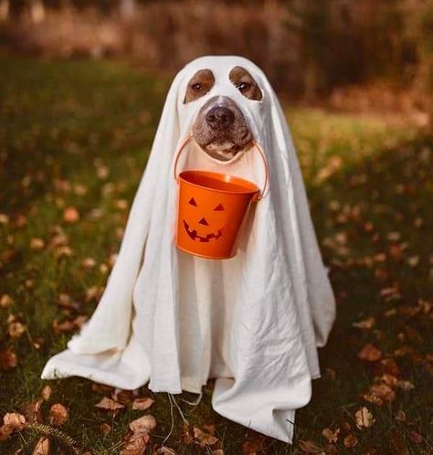 Fall Dog Photos, Dog Ghost Costume, Smartest Dog Breeds, Animal Photoshoot, Photo Halloween, Dog Stock Photo, Dog Calendar, Halloween Photography, Dog Photoshoot