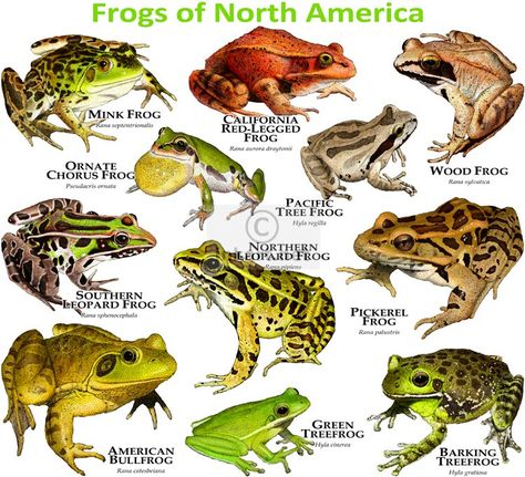 Fine art illustration of a various species of Frogs of North America Amphibians Activities, Types Of Frogs, Turtle Tank, Types Of Animals, Desenho Tattoo, Animal Facts, Frog And Toad, Silly Animals, Animal Posters