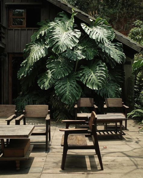 Tropical Restaurant Design, Tropical Coffee Shop, Tropical Cafe, Tropical Modernism, Rainforest Plants, Tropical Garden Design, Cafe Seating, Long House, Tropical Architecture