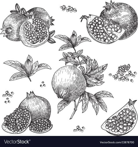 Pomegranate Drawing, Seed Tattoo, Pomegranate Tattoo, Pomegranate Art, Hand Drawings, Engraving Illustration, Desenho Tattoo, Hand Drawn Vector, Drawing Set