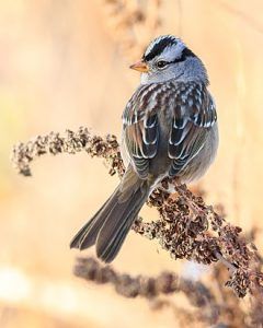 crabs | Strange Animals Podcast African Snail, Giant Snail, Pine Siskin, Tree Swallow, Scarlet Tanager, Pictures Animals, Point Reyes National Seashore, Song Sparrow, Strange Animals