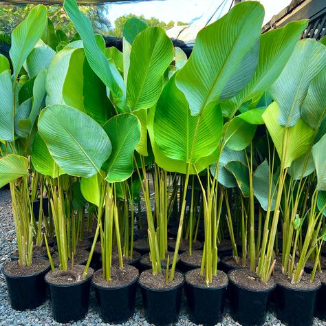 Calathea Lutea, Havana Cigars, Ideas Casa, Garden Landscape Design, Centre Piece, Garden Landscape, Large Plants, Centre Pieces, Tropical Garden