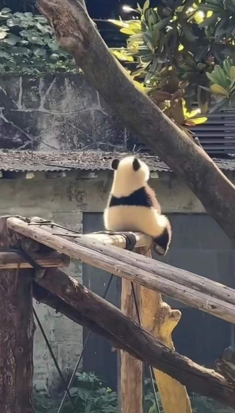 Panda Aesthetic, Panda Background, Funny Panda Pictures, Baby Panda Bears, Panda Funny, Cute Panda Wallpaper, Funny Animal Photos, Panda Love, Super Cute Animals