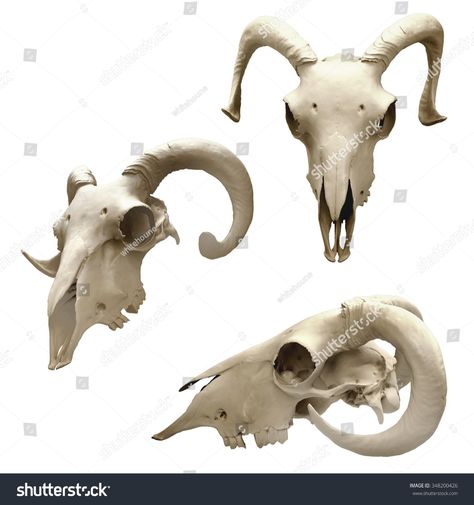 Ram Skull Different Views Isolated On Stock Illustration 348200426 Ram Skull Side View, Skull Side View, Goat Bone, Sheep Skull, Skull Anatomy, Skull Reference, Goat Skull, Animal Skeletons, Ram Skull