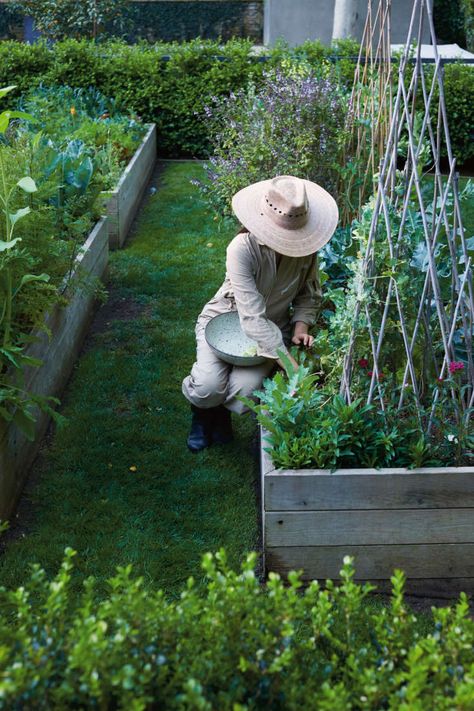 City Backyard Garden, Watering The Garden, Reading Garden, Watering Garden, Dead Leaves, Vegetable Garden Raised Beds, Starting A Garden, Home Vegetable Garden, Public Garden