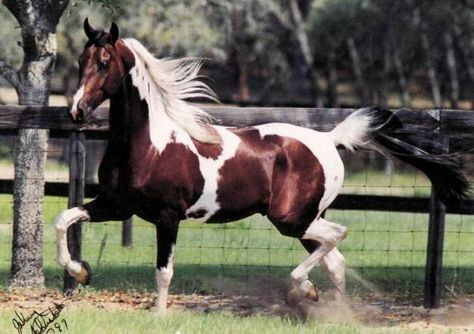 National Show Horses Cheval Pie, Canadian Horse, Pinto Horse, Palomino Horse, American Saddlebred, Morgan Horse, Show Horse, Paint Horse, American Paint