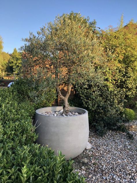 Radius - Urbis Design - Contemporary Concrete Planters and Furniture Large Trees In Pots Outdoors, Pot Design Ideas, Pot Landscaping, Pot Decoration Ideas, Olivier En Pot, Front Porch Landscape, Large Garden Planters, Modern Planters Outdoor, Herb Garden Pots