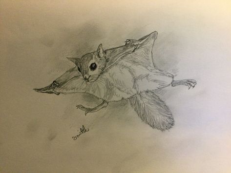 The Northern Flying Squirrel (Glaucomys sabrinus) for #SciArtSeptember Day 15 word prompt “Bird-like.” They don’t actually fly but initiate glides from trees, bringing their limbs under the body, retracting their heads, and then propelling themselves. Geronimo! @FlyingTrilobite Squirrel Sketch, Flying Squirrel Tattoo, Flying Squirrel Drawing, Grey Squirrel Drawing, Flying Squirrel Illustration, Squirrel With Nut Drawing, Grey Squirrel Illustration, Squirrel Tattoo, Animal Drawings Sketches