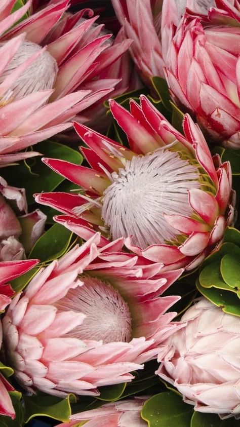 Protea Flower Wallpaper, Wallpaper Aesthetic Flower, Mobile Wallpaper Aesthetic, Flower Aesthetic Wallpaper, Milo Murphy, Leaves Wallpaper Iphone, Flower Hd, Protea Art, Lilac Background